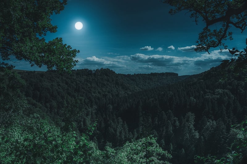 Enchanted Forest of Eldoria