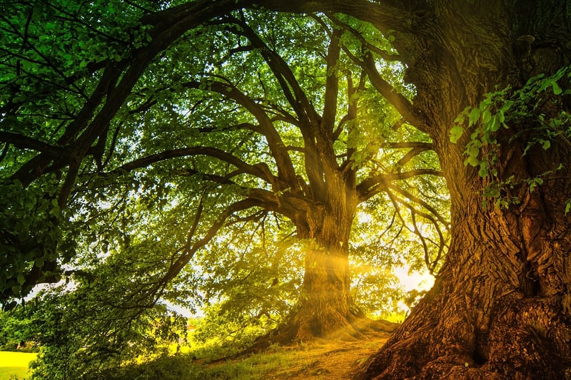 Lothlórien